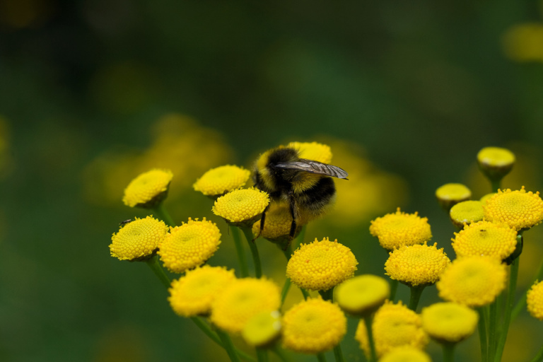Bumblebee with m42-lens Yashinon-DX 50/1.7